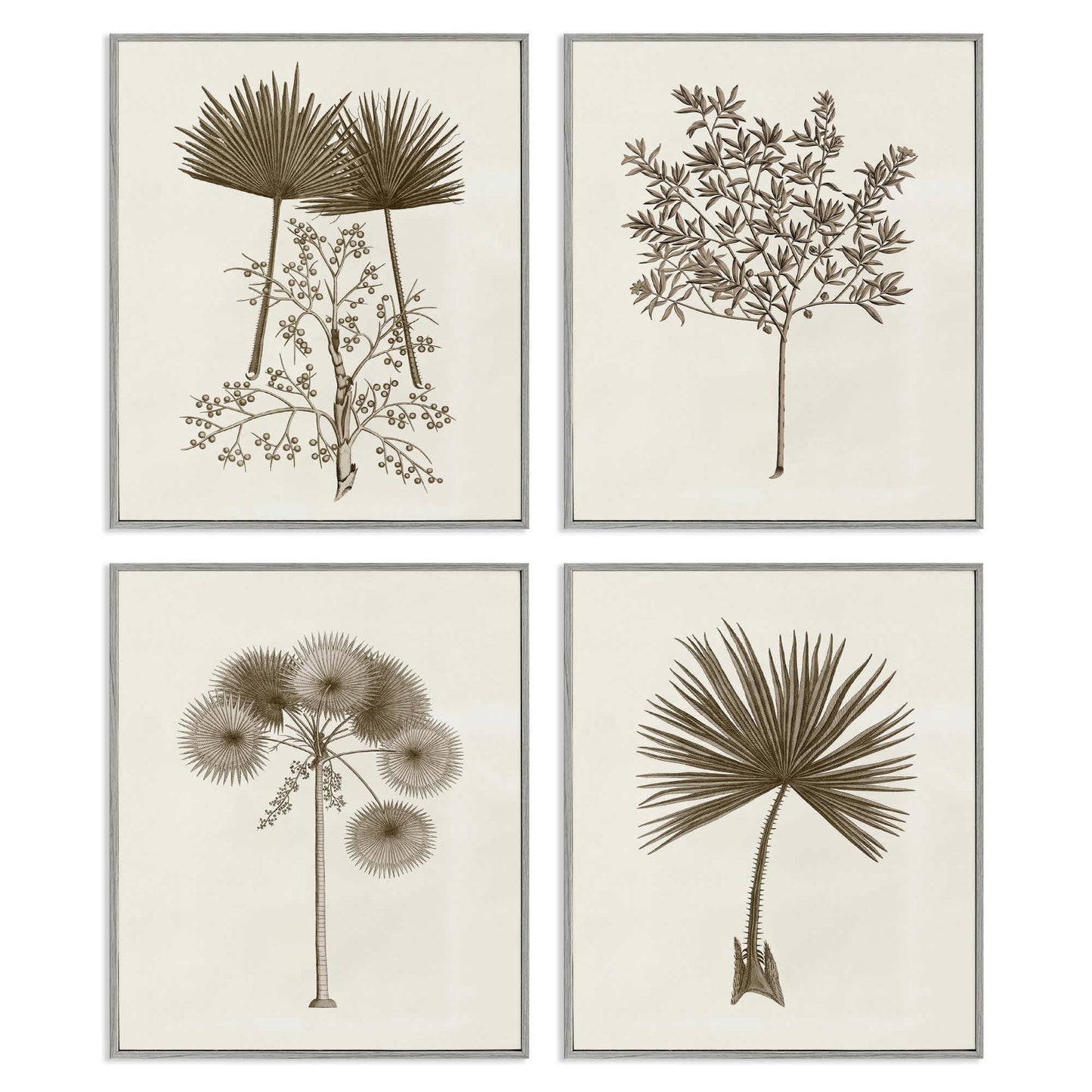Stupell Industries Various Vintage Palm Leaves 4pc Framed Giclee Set Design by Phillipa Katz