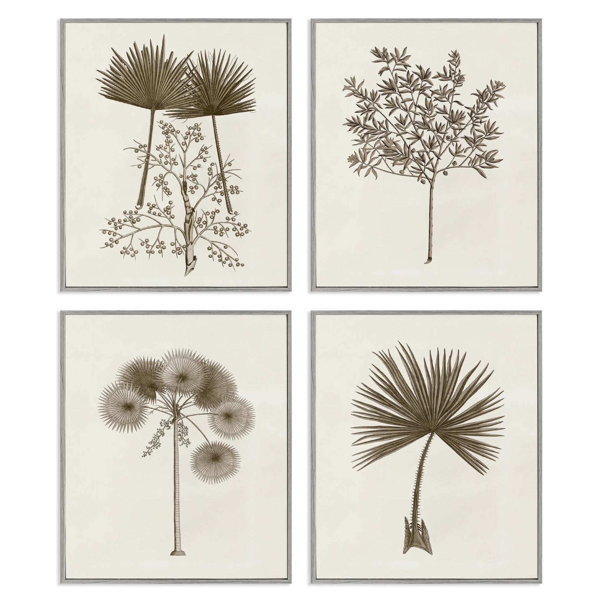 Stupell Industries  Various Vintage Palm Leaves 4pc Framed Giclee Set Design by Phillipa Katz