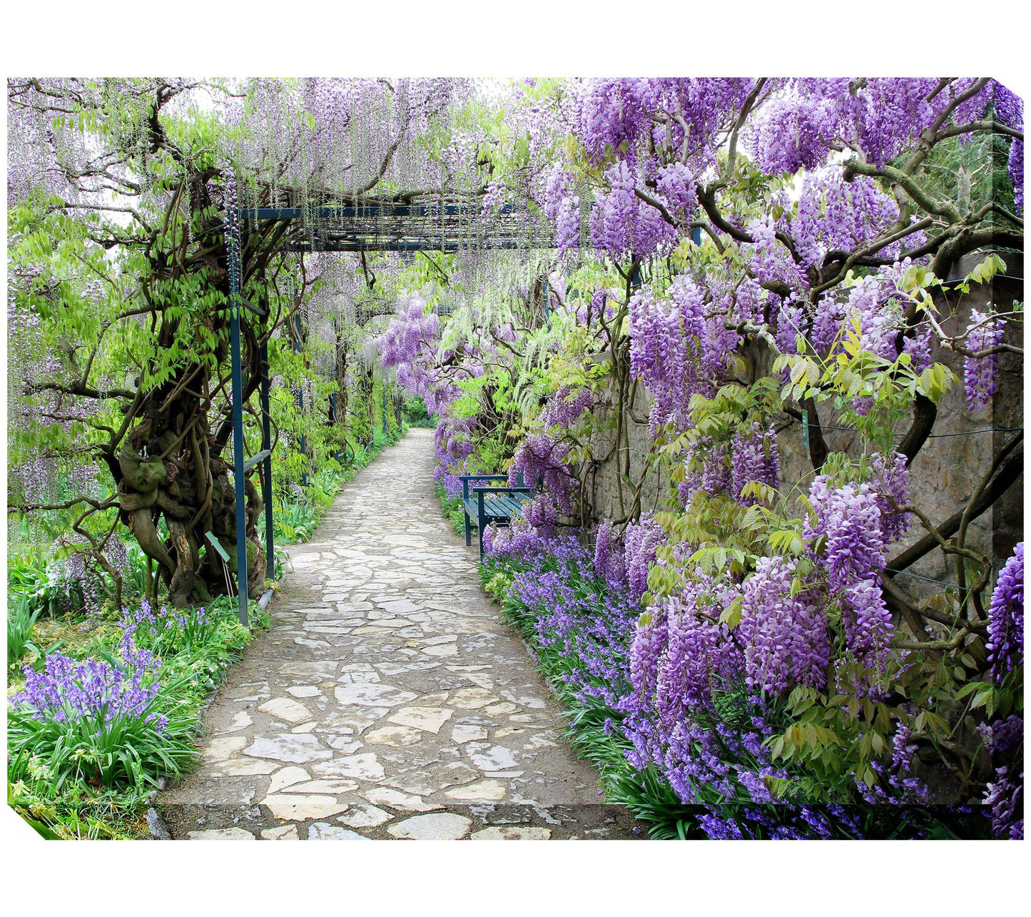 West of the Wind Outdoor Canvas Art Wisteria Path 40" x 30"